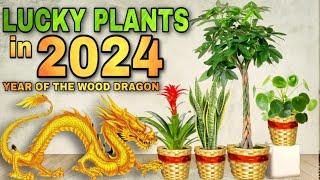 TOP 10 LUCKY PLANTS IN 2024  10 Swerteng halaman para sa YEAR OF THE WOOD DRAGON sa year 2024