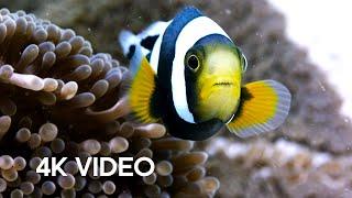 Amazing Clownfish Teamwork  4K UHD  Blue Planet II  BBC Earth