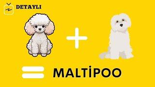 MALTİPO ALMADAN ÖNCE BU VİDEOYU İZLEYİN. MALTİPO NASIL BİR KÖPEK IRKI? NELERLE KARŞILAŞIRIM?