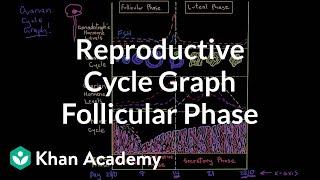 Reproductive cycle graph-Follicular phase  NCLEX-RN  Khan Academy