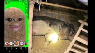 #viral pria mati oleh babi peliharan nya sendiri
