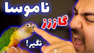 گاز گرفتن طوطی ها و ۷ نکته برای جلوگیری تضمینی  stop biting