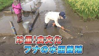 珍重！食文化 フナの水田養殖  秋の風物詩！佐久市の田ブナを探る②（いいね！信州スゴヂカラ 2021年10月9日）