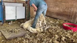 Sheep shearing 2024