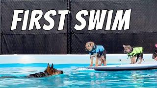 German Shepherd Puppies Learning to Swim