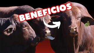 Raza De Ganado Santa Gertrudis Ventajas y Características