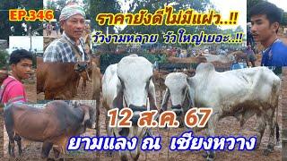 EP.346 ราคาวัววันนี้ 12 ส.ค. 67 ตลาดนัดบ้านเชียงหวาง จ.ยโสธร