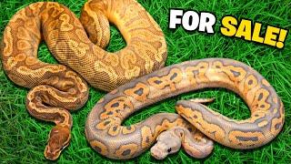 Some Insane Snakes we will be selling at a discounted price 