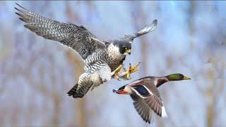 Incredible Raptors Attacks   Hawk vs Duck Eagle vs Snake Falcon vs Pigeon Bats & other Animals