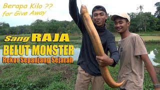 REKOR 2021  TERTANGKAPNYA RAJA BELUT MONSTER