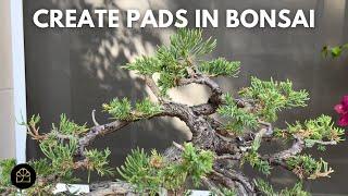 How to Easily Create Pads on Juniper Bonsai