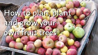 How to Plan Plant and Grow your own Fruit Trees  tips & tricks for small & large gardens