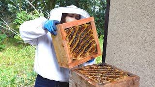 Honey harvest in December. Natural beekeeping of Japanese honeybee.
