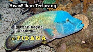 7 Ikan yang di Lindungi di Indonesia Awas Jangan Asal Tangkap