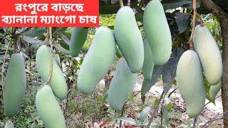 ব্যানানা ম্যাংগো বিদেশি আমের মধ্যে সেরা ।। Banana Mango Cultivation in Rangpur