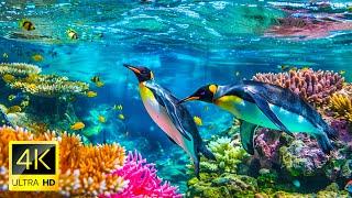 4K Stunning Underwater Wonders of the Red Sea + Relaxing Music - Coral Reefs & Colorful Sea Life.