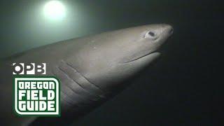 Prehistoric six-gill sharks make their home in Puget Sound  Oregon Field Guide