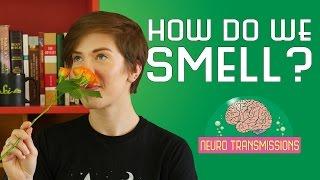 How Do We Smell?