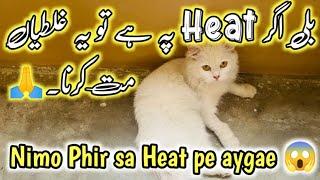 My cat in heat how to help  Don’t do these Mistakes When cat in Heat cycle  Stop cat heat Cycle