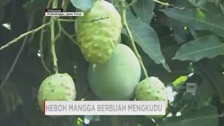 HEBOH pohon mangga berbuah mengkudu di probolinggo sungguh unik dan aneh