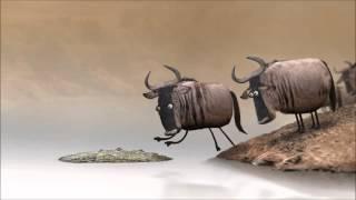 wildebeest