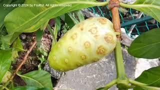 Tanaman mengkudu? Berani mencicipi buahnya? murbei India. Morinda citrifolia.