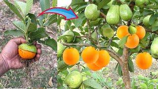 How To Grow Mango with Orange From Mango and Orang Fruit Using Medecine