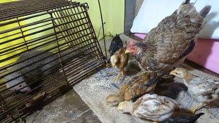 Mother Hen and Baby Chicks Reaction When to find Mongoose & Squirrel