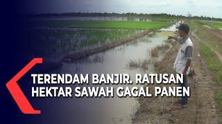 Ratusan Hektar Sawah Milik Warga Terendam Banjir