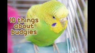 10 Interesting Facts About Budgies 