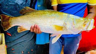 Unbelievable Big Barramundi Fish CuttingFilleting & Cleaning By Expert Fish Cutter