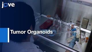 In Vitro Assay using Tumor Organoids  Protocol Preview