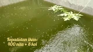 Budidaya Ikan Nila Tebar Padat Di Kolam Beton