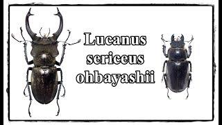 Lucanus sericeus ohbayashii - Präparation  Mounting