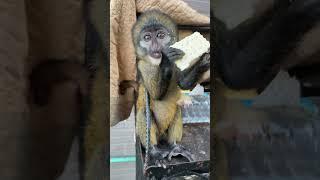 skyflakes biscuit for cute baby monkey #shorts  #short  #shortvideo  #babymonkey