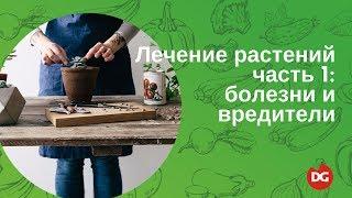 №20 Лечение растений. Часть 1 болезни и вредители