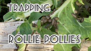 Trapping Rollie Pollies Pill Bugs Sow Bugs