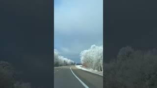 Iced Covered Trees I-75 North To Garyling Michigan