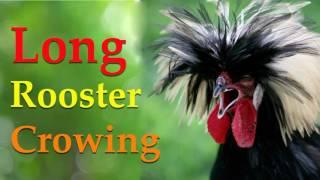 long rooster crowing - crowing rooster sound