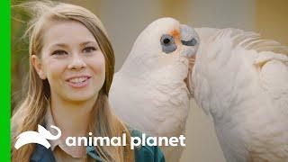 Bindi Irwin and Australia Zoo Team Save Poisoned Corellas  Crikey Its the Irwins