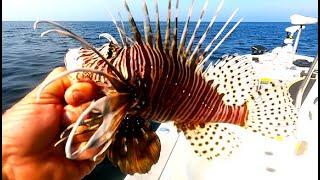 CAN YOU EAT LION FISH - Catch Clean and Cook Lion Fish - TRASH FISH OR TREASURE