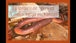 La lombriz de tierra y sus curiosidades Lombricus Terrestris