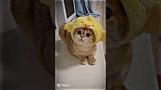 kucing lucu #kucing #kucinglucu #ucing