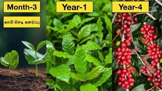 காஃபி விதை முதல் அறுவடை வரைCoffee seed to harvestcoffee plantingHow to grow coffee plant at home