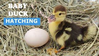 Baby Duck Hatching  Egg Hatching
