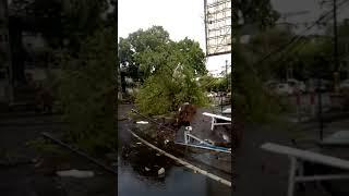 Pohon Tumbang di Perempatan SMAK Mataram - Lombok