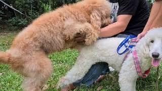 Standard Poodle Mating3