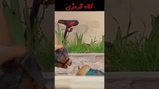 بهت میگم به من دست بزن#shorts