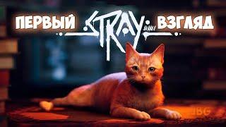 Stray - Cамая Милая Игра Про Кота - Первый Взгляд