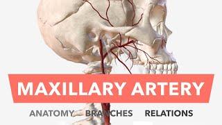Maxillary Artery - Anatomy Branches & Relations + Mnemonic